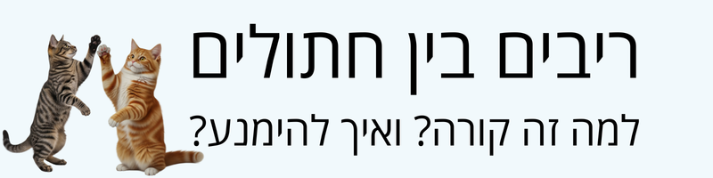 מה לעשות עם חתולים שלא מפסיקים לריב? ולמה זה קורה?
