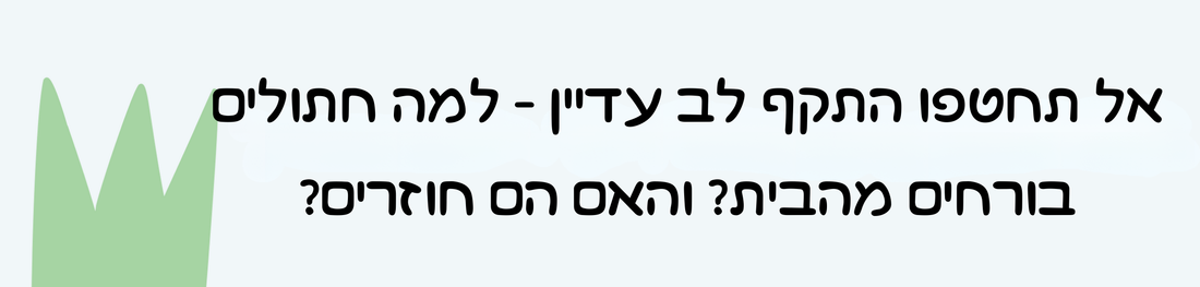 למה חתולים בורחים מהבית? והאם הם חוזרים?