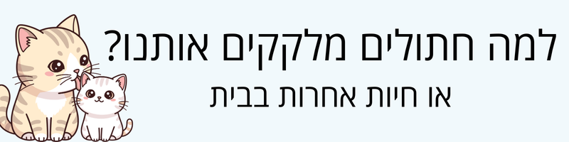 למה חתולים מלקקים: אותנו, חתולים אחרים וחיות נוספות?