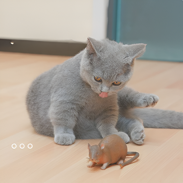 עכבר גומי לחתול